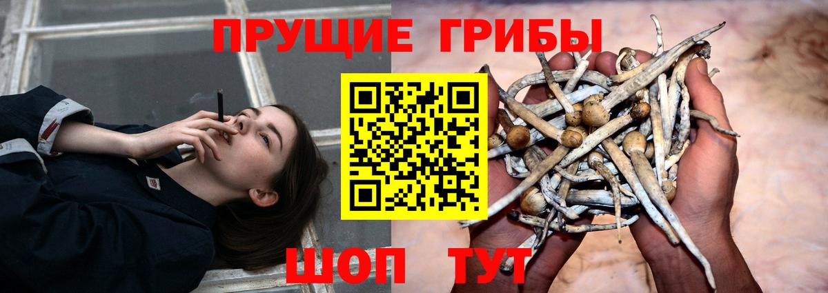 Псилоцибиновые грибы прущие грибы  Вход с VPN  Россия 